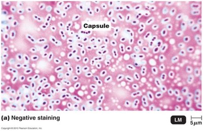 Capsule staining