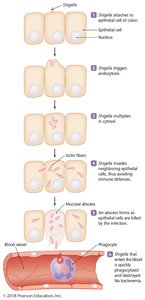 Events in shigellosis