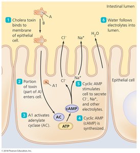 Action of cholera toxin in intestinal epithelial cells
