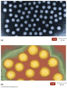 Viruses causing gastroenteritis