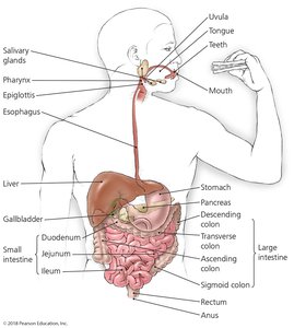 Major structures of the digestive system