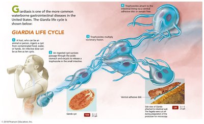 Giardia life cycle