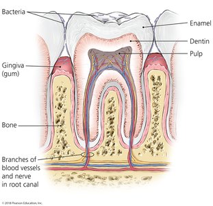 Detailed structure of teeth and socket
