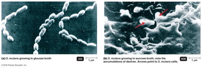 Streptococcus mutans and dextran accumulation