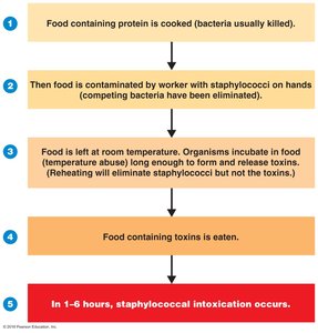 Sequence of events in staphylococcal food poisoning