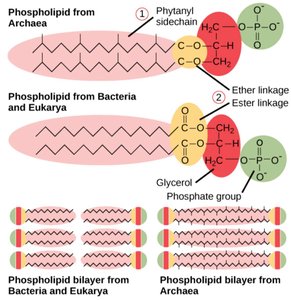 Comparison of archaeal and bacterial/eukaryotic phospholipids
