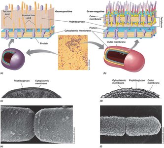 Gram-positive and Gram-negative cell envelopes