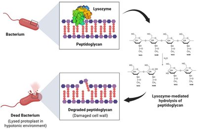 Lysozyme-mediated hydrolysis of peptidoglycan