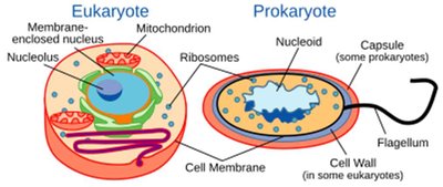 Comparison of Eukaryotic and Prokaryotic Cell Structure