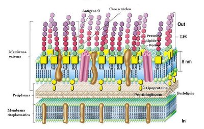 Structure of Gram-negative bacterial lipopolysaccharide