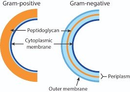 Gram-positive vs Gram-negative cell envelope structure