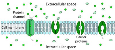 Selective permeability and transport proteins