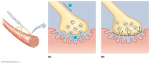 Mechanism of botulinum toxin action