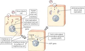 Interferon production and action