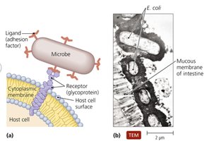 Microbial adhesion to host cell