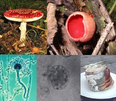 Various fungi including mushrooms and molds