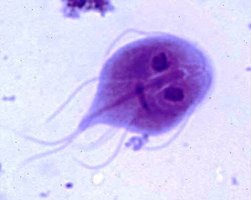 Giardia under the microscope