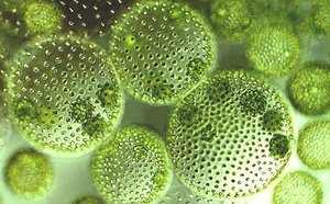 Volvox, a colonial green alga