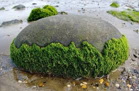 Algae growing on a rock