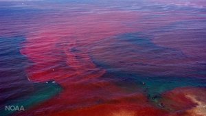 Red tide caused by algal bloom