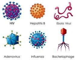 Various virus structures