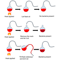 Pasteur's swan-neck flask experiment