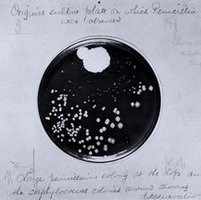 Penicillium culture plate showing antibiotic effect