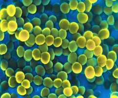 Cocci-shaped bacteria
