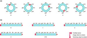 Chromosomal maps and transfer origins for HFR strains