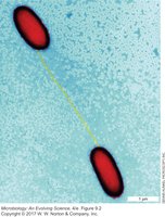 Bacterial cells connected by a conjugation pilus