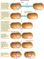Stepwise mechanism of F plasmid conjugation
