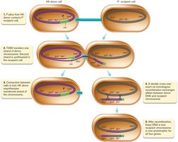 Mechanism of chromosomal gene transfer in HFR strains