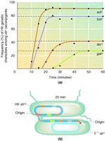 Gene transfer frequency and chromosomal mapping in HFR strains