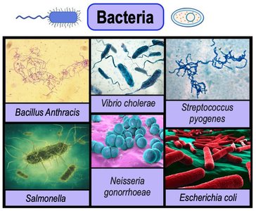 Examples of bacterial species