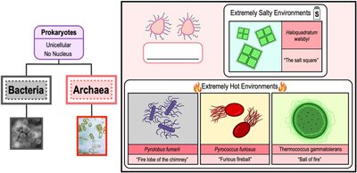 Examples of archaea in extreme environments