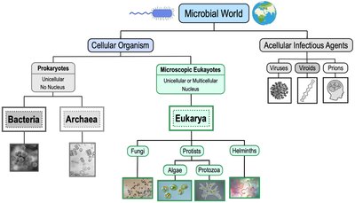 Classification of microscopic eukaryotes