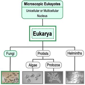 Examples of fungi: yeast, mold, mushrooms