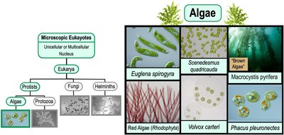 Examples of algae