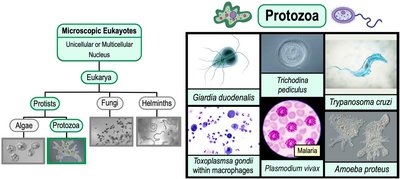 Examples of protozoa