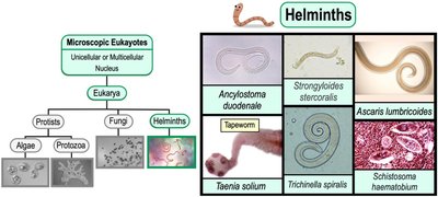 Examples of helminths
