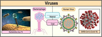 Structure and examples of viruses