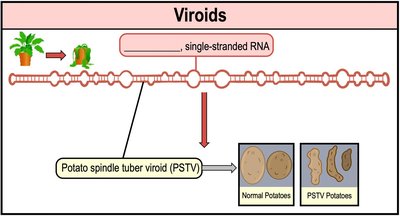 Structure and effects of viroids on plants