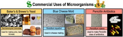 Commercial uses of microorganisms