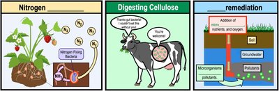 Microbial roles in nitrogen fixation, cellulose digestion, and bioremediation