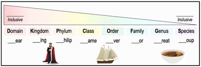 Taxonomic hierarchy from domain to species
