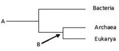 Phylogenetic tree with labeled nodes for evolutionary relationships
