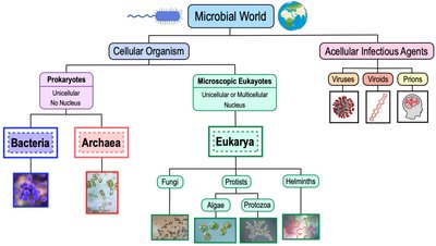 Classification of the microbial world: cellular and acellular agents