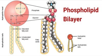 Phospholipid bilayer structure