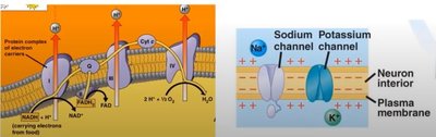 Cellular respiration and ion channels in the plasma membrane