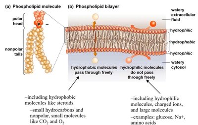 Phospholipid bilayer permeability to different molecules